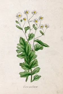 Feverfew: TANACETUM PARTHENIUM