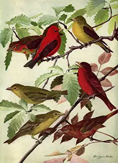 Leafy: Tanagers