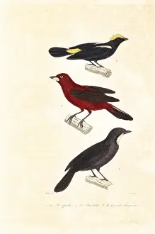 Steel Engraving: Tanagers and saltator