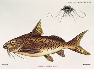 Tops: Tanganyika Catfish
