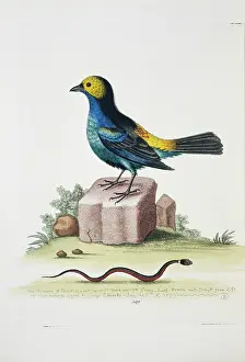 Scaled: Tangara chilensis, paradise tanager and snake