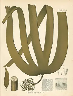 Kelp: Tangle or cuvie kelp, Laminaria hyperborea