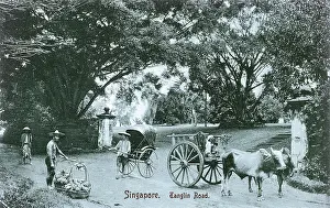 Pineapples: Tanglin Road - Singapore