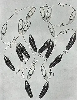 Intricacy: Tango craze: a tango tangle, 1913