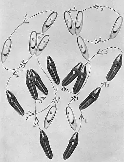 Intricacy: Tango craze: a tango tangle, 1913