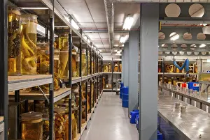 Ophidia: The Tank Room, Darwin Centre