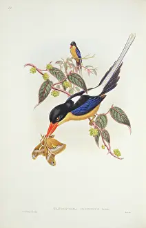 Kingfisher: Tanysiptera sylvia, buff-breasted paradise kingfisher