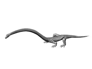Archosauromorph: Tanystropheus is an archosauromorph from the Middle ?
