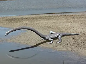 Archosauromorph: Tanystropheus is an archosauromorph from the Middle ?