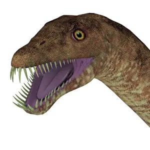 Plesiosaur: Tanystropheus dinosaur head