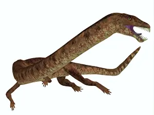 Plesiosaur: Tanystropheus dinosaur on white background