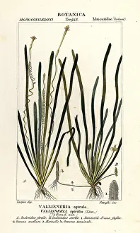 Stanghi: Tape grass or eel grass, Vallisneria spiralis
