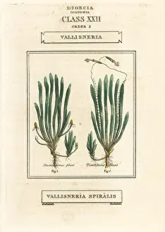Duppa: Tape grass or eel grass, Vallisneria spiralis