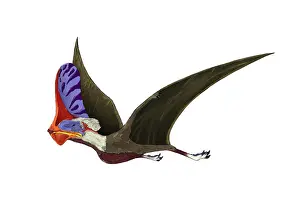 Multi Colored: Tapejara, a genus of Brazilian pterosaur from the ?