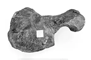 Dinocephalia: Tapinocephalus atherstonei