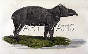 Tapir: TAPIR BRIGHTLY 1814