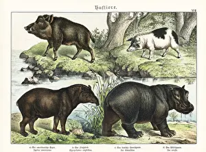 Naturgeschichte: Tapir, hippo, pig and boar