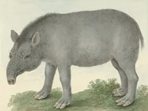 Prehensile: Tapir, by Isaac van Haastert