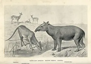 Smit: Tapir-like animals of the Eocene