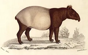 Indicus: Tapir (Tapirus indicus)