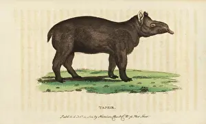 Terrestris: Tapir, Tapirus terrestris Vulnerable