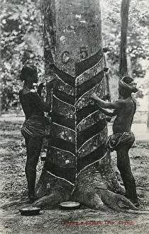 Tapped: Tapping a rubber tree in Sri Lanka
