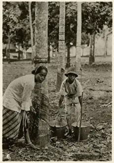 Tapping: Tapping Rubber Trees