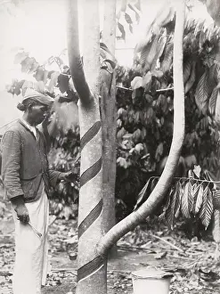 Tapping: Tapping a tree for rubber ? likely Ceylon, Sri Lanka