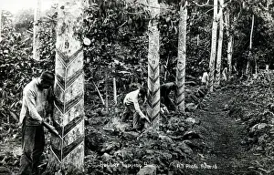 Samoan: Tapping trees for rubber in Samoa