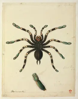 Tarantula: Tarantula