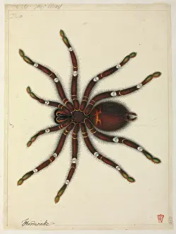 Tarantula: Tarantula