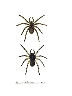 Ventral: Tarantula Wolf Spider