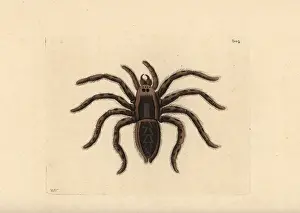 Tarantula: Tarantula wolf spider, Lycosa tarantula