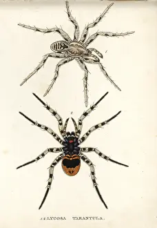 Tarantula: Tarantula wolf spider, Lycosa tarantula