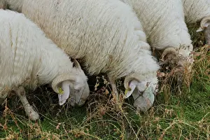 Ariege: Tarasconnais sheep, Laines Paysannes, Ariege, France