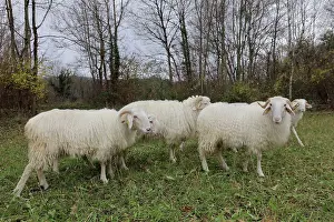 Ariege: Tarasconnais sheep, Laines Paysannes, Ariege, France