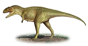 Abelisaurid: Tarascosaurus salluvicus, a prehistoric era dinosaur