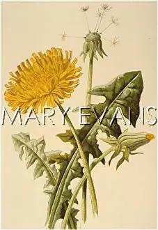 Dens: TARAXACUM DENS-LEONIS
