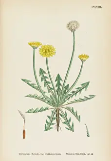 Taraxacum: TARAXACUM OFFICINALE