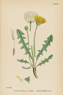 Taraxacum: TARAXACUM OFFICINALE