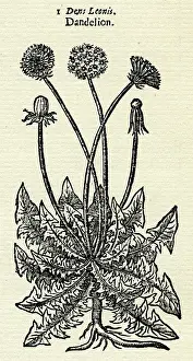 Taraxacum: TARAXACUM OFFICINALE