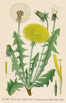 Taraxacum: Taraxacum Officinale