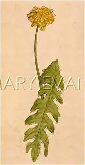 Taraxacum: TARAXACUM OFFICINALE