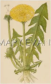 Taraxacum: TARAXACUM OFFICINALE