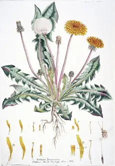 Taraxacum: Taraxacum officinale, dandelion