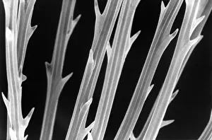 Taraxacum: Taraxacum officinale, dandelion