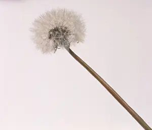 Asterales: Taraxacum officinale, dandelion