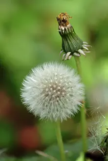 Asterales: Taraxacum offininale, dandelion clock