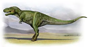 Tarbosaurus: Tarbosaurus bataar, a prehistoric era dinosaur