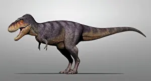 Apex: Tarbosaurus dinosaur on grey background